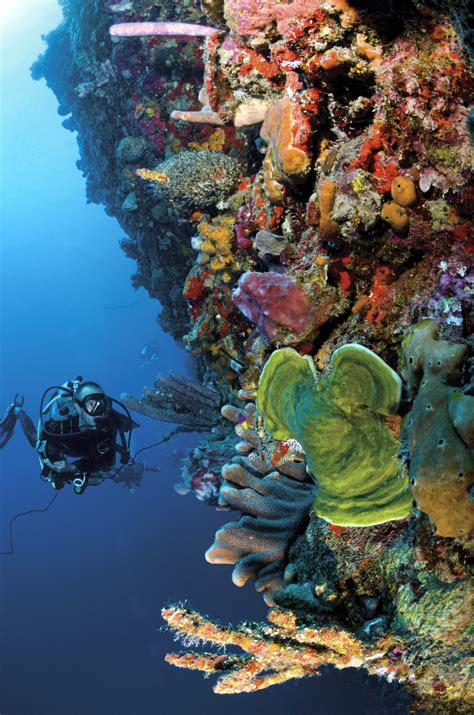 Welcome to Saba! | Saba Tourism