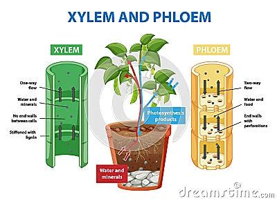 Diagram Showing Xylem And Phloem Of Plant Cartoon Vector ...