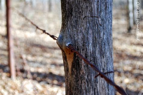 How We Reclaimed Our Hay Field Oak Hill Homestead