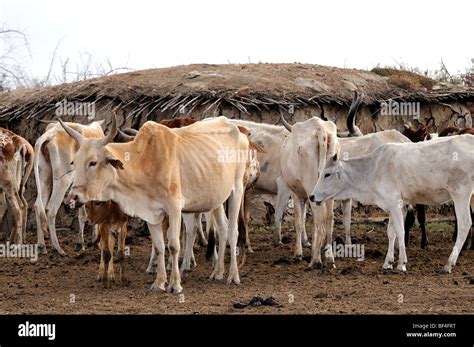 Maasai cattle hi-res stock photography and images - Alamy