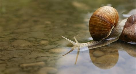 Free Photo Snail Shell Water Puddle Macro Free Image On Pixabay