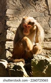 Indian Monkeys Langurs Near Hanuman Jakhu Stock Photo