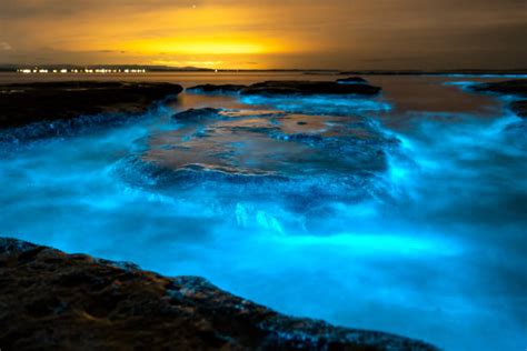 Bioluminescence Waves Stock Photos, Pictures & Royalty-Free Images - iStock