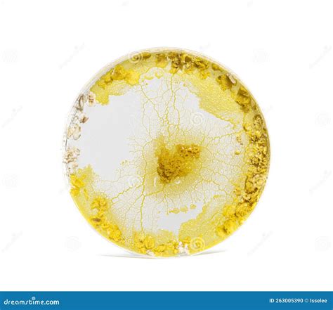 Blob In A Plastic Cercle Physarum Polycephalum Isolated On White