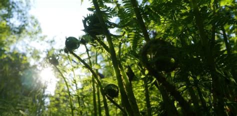 Harvesting Wild Fiddlehead Ferns in Alaska | Alaska Urban Hippie