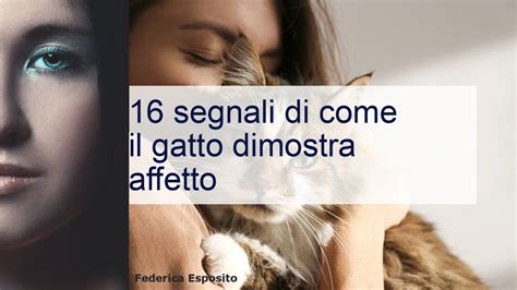 Come Il Gatto Dimostra Affetto I Segnali Che Vi Ama YouTube