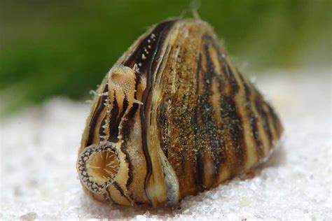 Zebra Mussel — Envirico