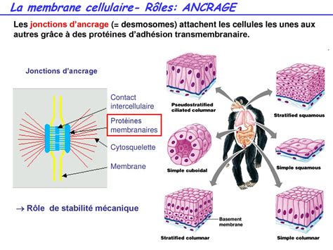 Cours De Biologie Fondamentale Ppt T L Charger