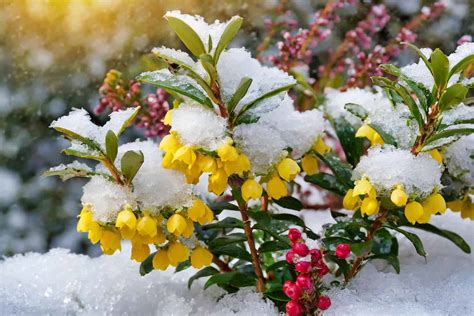 11 Best Winter Plants To Grow In Your Garden | Plantly