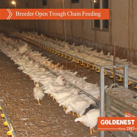 Poultry Equipment Female Breeder Open Trough Chain Feeding System