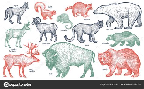 North American Animals List