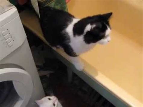 Жесть! Кот спасает котенка от потопления в ванне!!!! - YouTube