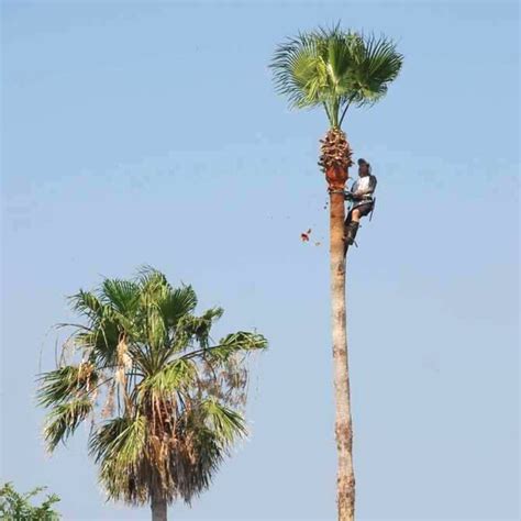 When to Trim a Palm Tree - Anderson Tree Care - Ocala, Florida