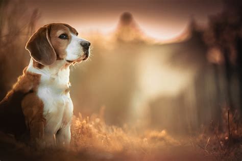 Sfondi 2048x1365 px animali Beagles sfocato profondità di campo