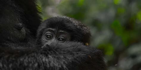 The Best Rwanda Gorilla Trekking Packages Ezine Articles