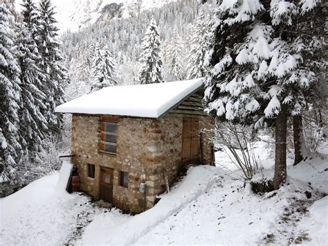 Capre Nel Bosco Sotto La Neve Al Calar Della Sera