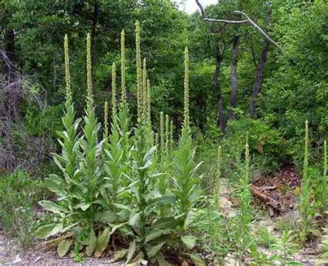 Types Of Tall Weeds Twelve Common Weeds Hgtv On The Sativa