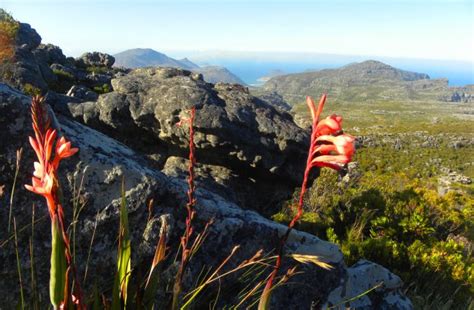 Hiking up the Twelve Apostles to Table Mountain, Cape Town