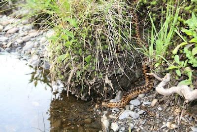 BEAUTY OF WILDLIFE: Wildlife of Snowdonia