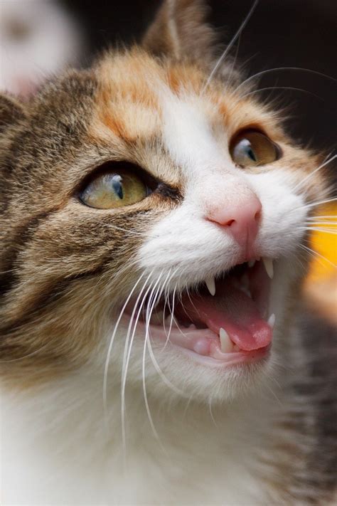 40,000+ Free Angry Cat & Cat Photos - Pixabay