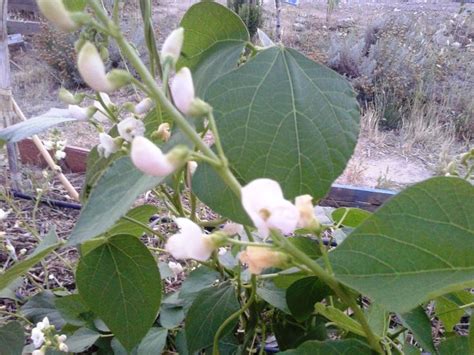 Un huerto en mi balcón planta de judía verde de enrame en flor