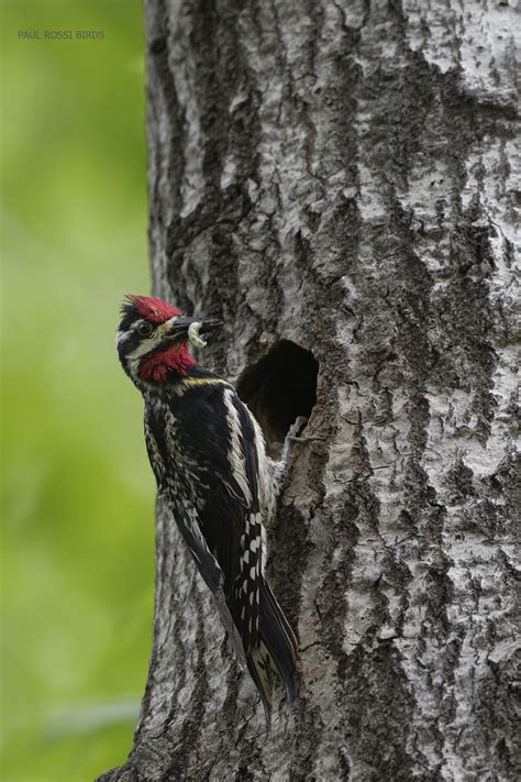 male-yb-sapsucker-at-nest2 | paulrossibirds