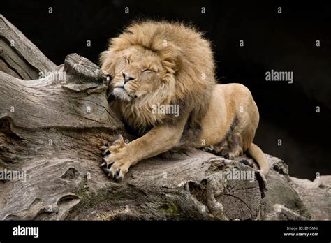 Lion Claws Hi Res Stock Photography And Images Alamy