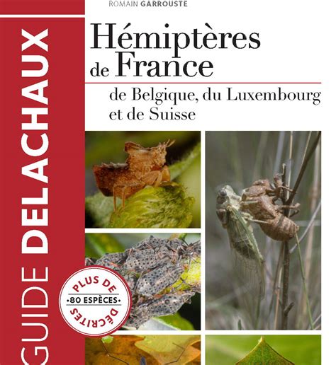 Hémiptères De France