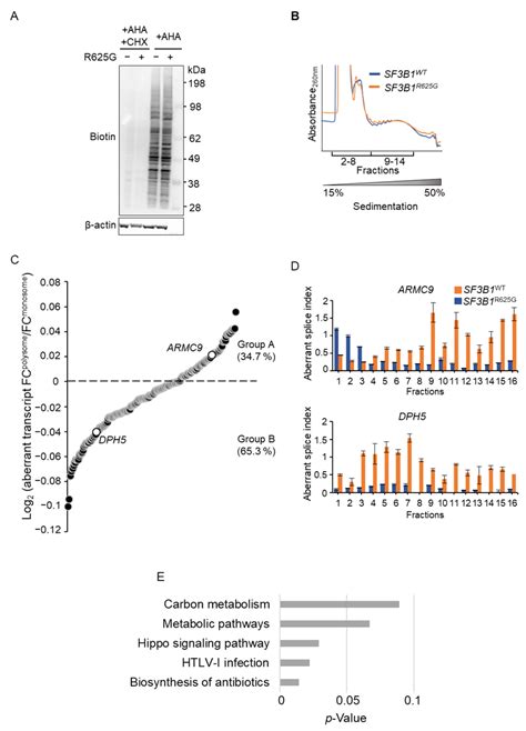 Impact Of SF3B1R625G On Nascent Protein Synthesis And Translation Fate