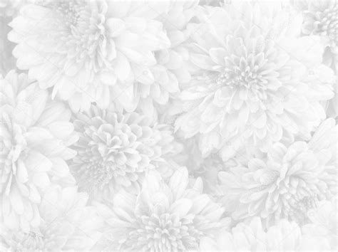 Flower White Background Image | Best Flower Site