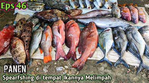 Spearfishing Indinesia Buton Spearo Eps The Abundant Sea Of