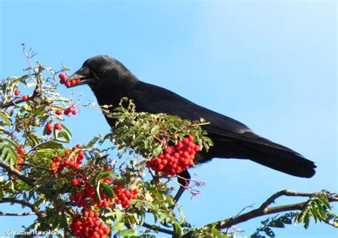 crow eating mountain ash fruit – OFNC