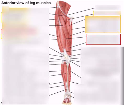 Anterior View Of Leg Muscles 22 Diagram Quizlet