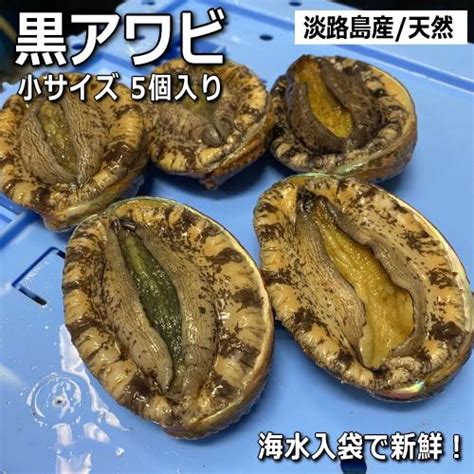 淡路島産天然黒あわび（活）5個小サイズ80〜120g合計500g（クロアワビ・黒鮑 活き）【お中元】【ギフト】 K 500淡路島発島の