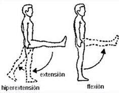 Aduccion Y Abduccion Google Search Anatomia Musculos Anatomia Y