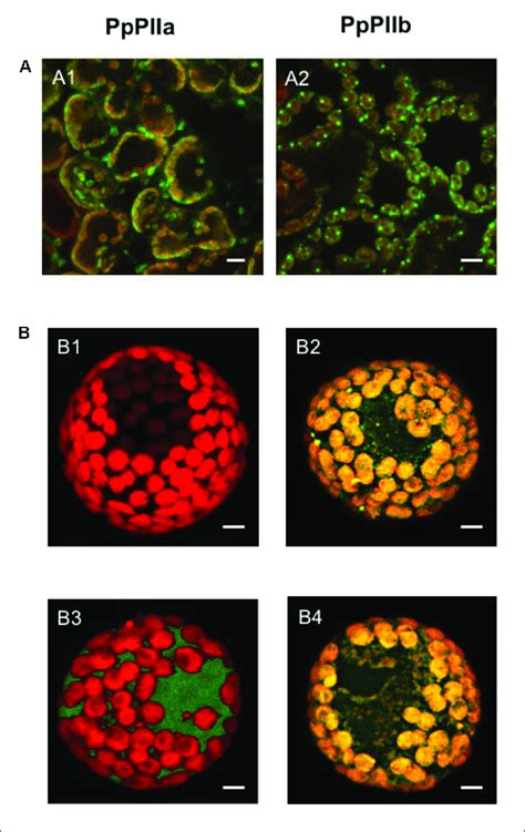 Subcellular Localization Of PpPIIa And PpPIIb A Localization In N