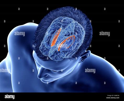 Human brain caudate nucleus hi-res stock photography and images - Alamy