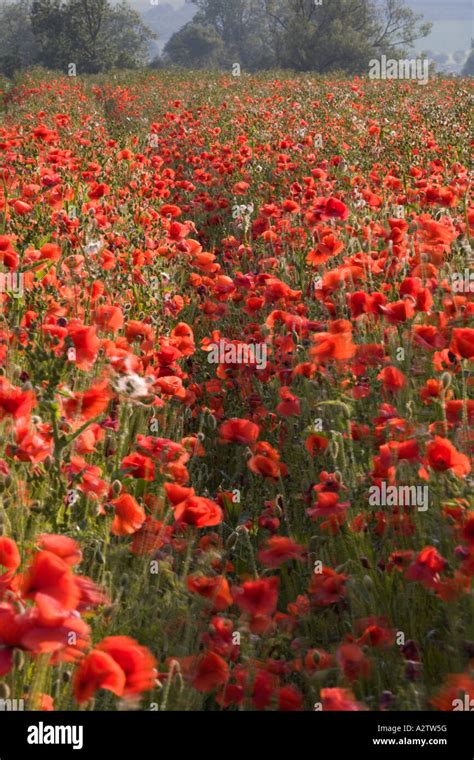 Field With Poppies Papaver Rhoeas Hi Res Stock Photography And Images