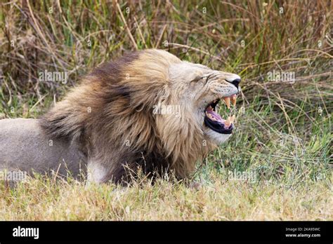 Adult Male Lion Roaring Moremi Game Reserve Okavango Delta Botswana