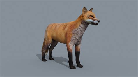 Animated Fox - 3D Model by Virtual creator and creature