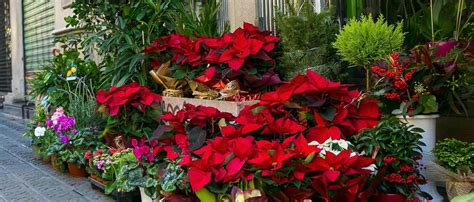 Les Set Plantes De Nadal Per Decorar Casa Teva