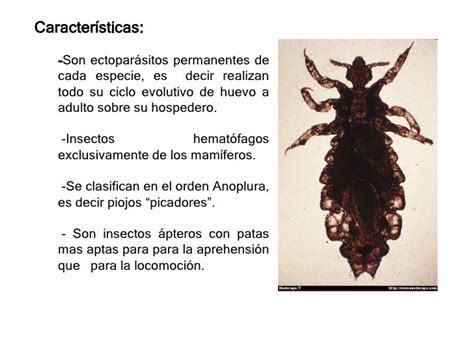 Pediculosis