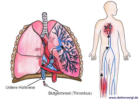 DoktorWeigl erklärt Lunge Aufbau Aufgaben und Erkrankungen des