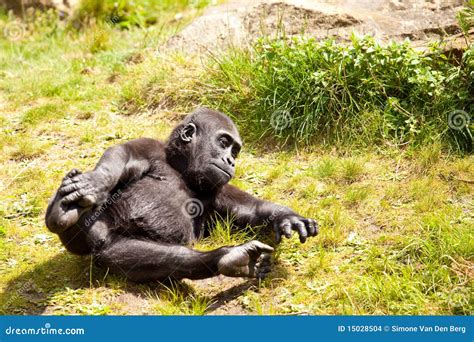 Playing baby gorilla stock photo. Image of wildlife, animals - 15028504