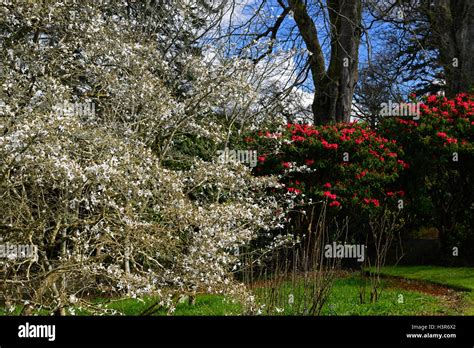 Magnolia Rhododendron White Red Flower Flowers Flowering Spring