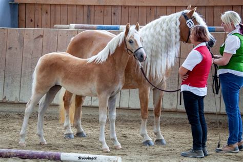 Milena Haflinger Stute Fuchs Pferd Austria