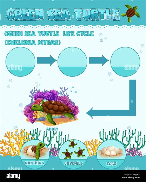 Diagrama Que Muestra El Ciclo De Vida De La Ilustración De La Tortuga Imagen Vector De Stock Alamy