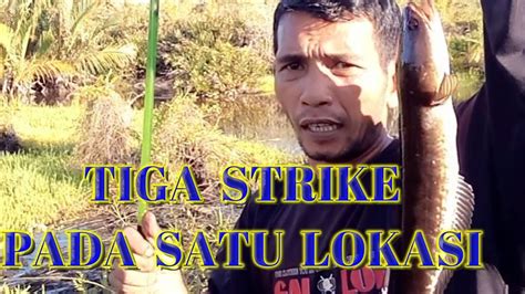 Dobel Tiga Strike Di Satu Titik Lokasi Casting Ikan Gabus Casting