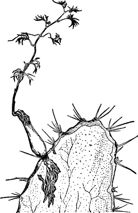 Artificialparasitecissuslaciniataopuntiablackeanapar Artificial Parasite Cissus Line Vector ...