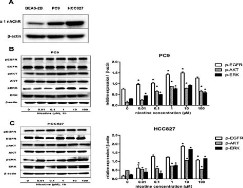 A Immunoblot Results For α 1 Nachr In The Nsclc Cells Pc9 Hcc827